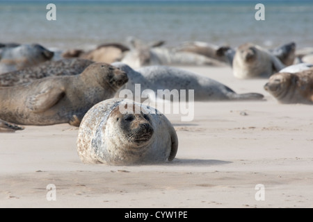 Gemeinsame und Kegelrobben auf der Sandbank, Blakeney Point, Norfolk Stockfoto