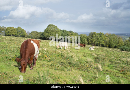 Kurze Horn-Vieh weidete auf National Trust Kinver Rand, Staffordshire, England, UK Stockfoto