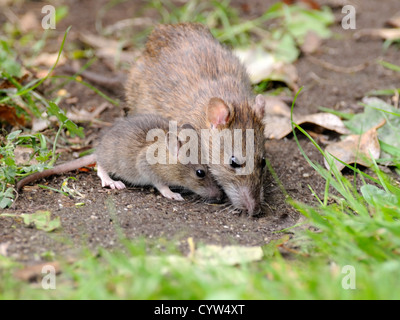 Braun oder gemeinsame Ratte (Rattus Norvegicus) Erwachsenen und Jugendlichen auf der Suche nach Nahrung im Boden Wurf Stockfoto