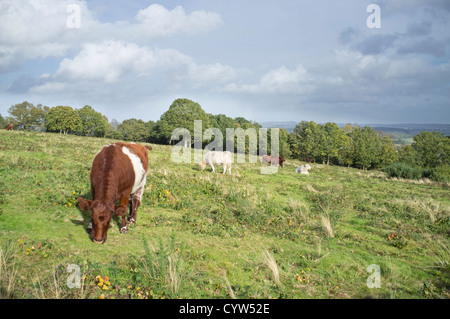 Kurze Horn-Vieh weidete auf National Trust Kinver Rand, Staffordshire, England, UK Stockfoto