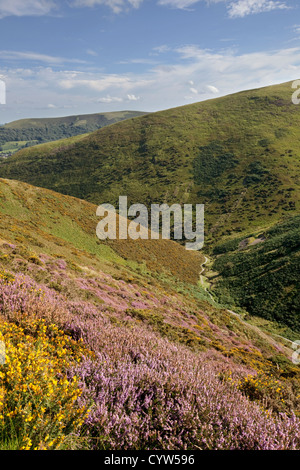 Heather auf die Long Mynd über Townbrook Tal in der Nähe von Kirche Stretton, Shropshire, England, UK Stockfoto