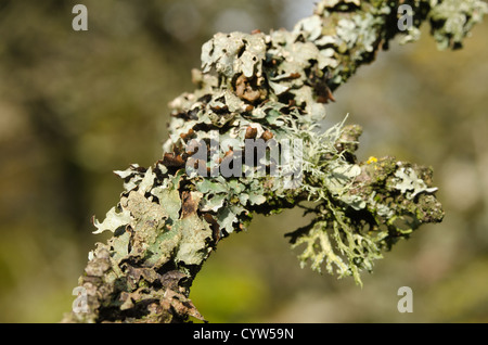 Rentier Ramalina Farinacea fruticose Flechten und Moos unter foliose Flechten an lebenden Eichenrinde Baumstamm Stockfoto