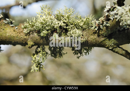 Rentier Ramalina Farinacea fruticose Flechten und Moos unter foliose Flechten an lebenden Eichenrinde Baumstamm Stockfoto