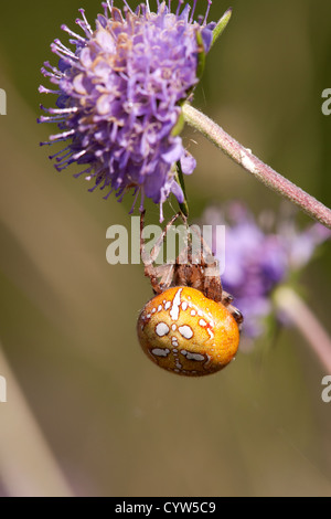 Fen marmorierte Orb Web Spider Araneus Marmmoratus Erwachsenfrau auf Devilsbit Witwenblume Stockfoto