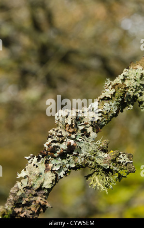 Rentier Ramalina Farinacea fruticose Flechten und Moos unter foliose Flechten an lebenden Eichenrinde Baumstamm Stockfoto