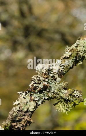 Rentier Ramalina Farinacea fruticose Flechten und Moos unter foliose Flechten an lebenden Eichenrinde Baumstamm Stockfoto