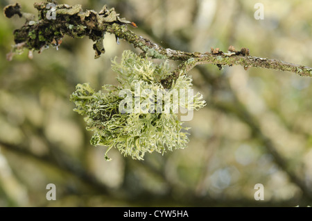 Rentier Ramalina Farinacea fruticose Flechten und Moos unter foliose Flechten an lebenden Eichenrinde Baumstamm Stockfoto