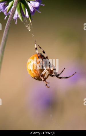 Fen marmorierte Orb Web Spider Araneus Marmmoratus erwachsenes Weibchen Stockfoto