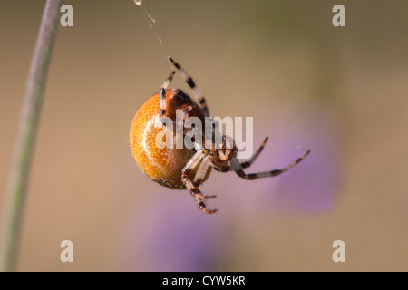 Fen marmorierte Orb Web Spider Araneus Marmmoratus erwachsenes Weibchen Stockfoto