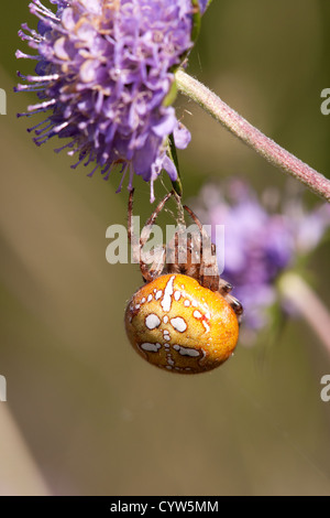 Fen marmorierte Orb Web Spider Araneus Marmmoratus Erwachsenfrau auf Devilsbit Witwenblume Blüte Stockfoto