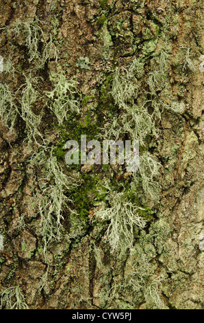 Rentier Ramalina Farinacea fruticose Flechten und Moos unter foliose Flechten an lebenden Eichenrinde Baumstamm Stockfoto