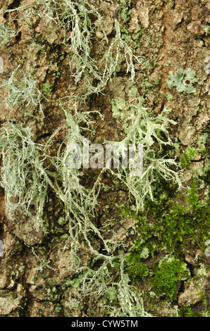 Rentier Ramalina Farinacea fruticose Flechten und Moos unter foliose Flechten an lebenden Eichenrinde Baumstamm Stockfoto