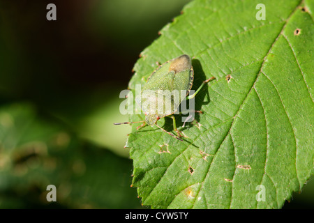 Gemeinsamen grünen Shieldbug Palomena Prasina Erwachsenen "Sonnen" auf einem Blatt Stockfoto
