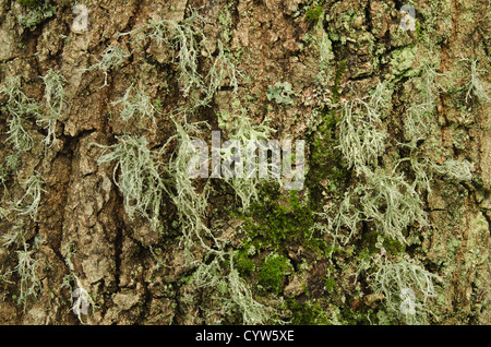 Rentier Ramalina Farinacea fruticose Flechten und Moos unter foliose Flechten an lebenden Eichenrinde Baumstamm Stockfoto