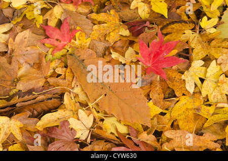 Mischung aus gefallenen Herbst hartes Holz hinterlässt auf Waldboden Kastanien Ahorn Eiche Weißdorn Buche acer Stockfoto