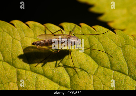 Non-beißen Midge Arten ruhen auf einem Blatt Stockfoto