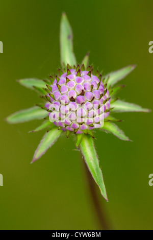 Devilsbit Witwenblume Succisa Pratensis Blume im Keim zu ersticken Stockfoto
