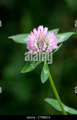 Rotklee Trifolium Pratense Nahaufnahme Blume Stockfoto