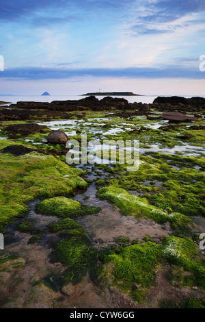 Blick vom felsigen Strand am Kildonan Blick über das Wasser in Richtung Ailsa Craig und Pladda Leuchtturm, Arran, Scotland, UK Stockfoto