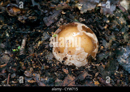 Stinkmorchel Phullus Impudicus Pilze Fruchtkörper an 'Ei' Bühne Ausbruch aus Erde Stockfoto