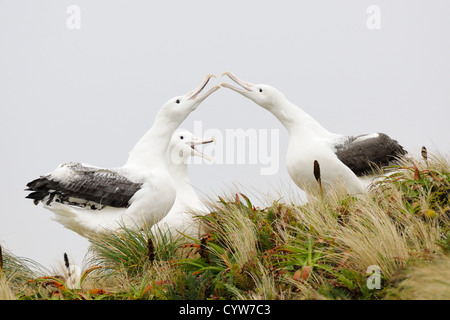 Südlichen Royal Albatrosse Gruß einander. Stockfoto