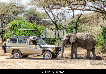 LAKE MANYARA NATIONAL PARK, Tansania – ein Elefant geht mit Touristen zu einem Safari-Fahrzeug im Lake Manyara National Park im Norden Tansanias. Der Park im Great Rift Valley ist bekannt für seine vielfältige Tierwelt und Löwen, die Bäume klettern. Der Lake Manyara National Park erstreckt sich über eine Fläche von etwa 330 Quadratkilometern und liegt am Fuße des westlichen Abhangs des Rift Valley. Zu den vielfältigen Ökosystemen des Parks gehören Grundwasserwälder, Akazienwälder und der alkalische Lake Manyara selbst. Elefanten gehören zu den großen Säugetieren, die in den verschiedenen Lebensräumen des Parks häufig zu finden sind. Die Par Stockfoto