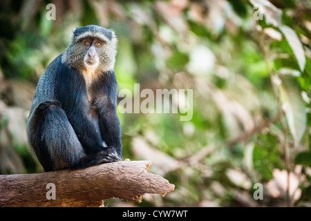 Blue Monkey on Branch Lake Manyara National PARK Tansania // LAKE MANYARA NATIONAL PARK, Tansania — Ein blauer Affe (Cercopithecus mitis) sitzt auf einem Ast im Lake Manyara National Park im Norden Tansanias. Blauaffen sind auf den dichten Grundwasserwald des Parks beschränkt – ein dauerhaft grüner Lebensraum, der von unterirdischen Quellen aus den Ngorongoro Highlands gespeist wird – und Manyara ist der einzige Ort auf Tansanias Standard-Safari-Strecke, an dem diese waldabhängige Art zuverlässig anzutreffen ist. Der Lake Manyara National Park wurde 1960 gegründet und umfasst verschiedene Ökosysteme, darunter Grou Stockfoto