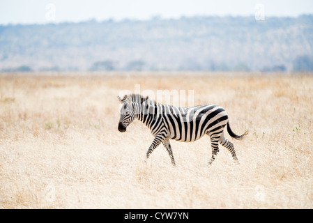 TARANGIRE-NATIONALPARK, Tansania – Ein Zebra spaziert im Gras im Tarangire-Nationalpark im Norden Tansanias, nicht weit vom Ngorongoro-Krater und der Serengeti entfernt. Stockfoto