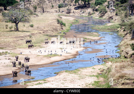 TARANGIRE-NATIONALPARK, Tansania — der Tarangire-Fluss ist eine der zwei wichtigsten Wasserquellen für Tiere in der Trockenzeit im Tarangire-Nationalpark im Norden Tansanias, unweit des Ngorongoro-Kraters und der Serengeti. In diesem Schuss versammeln sich Elefanten, Zebras und Kraniche an einer Flussbiegung. Stockfoto