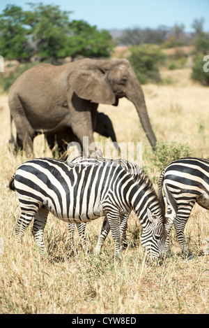 TARANGIRE-NATIONALPARK, Tansania – Elefanten und Zebras im Tarangire-Nationalpark im Norden Tansanias, unweit des Ngorongoro-Kraters und der Serengeti. Stockfoto