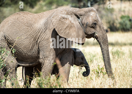TARANGIRE-NATIONALPARK, Tansania – Ein junger Elefant bleibt bei seiner Mutter im Tarangire-Nationalpark im Norden Tansanias. Der Park befindet sich in der Nähe des Ngorongoro-Kraters und der Serengeti, die Teil von Tansanias berühmter Safari-Strecke im Norden sind. Tarangire ist weithin bekannt für seine großen Elefantenherden und die vielfältigen Tierpopulationen. Der Park umfasst etwa 2.850 Quadratkilometer und dient während der Trockenzeit als kritischer Lebensraum für Elefanten. Afrikanische Elefanten pflegen in der Regel starke Familienbande, wobei die Kälber mehrere Jahre in der Nähe ihrer Mütter bleiben. Die Umwelt des Parks Stockfoto