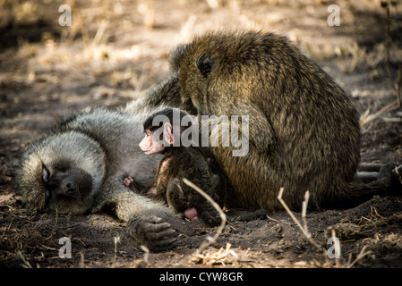 TARANGIRE-NATIONALPARK, Tansania – Ein junger Olivenpaan sitzt mit seinen ruhenden Eltern auf dem Boden im Tarangire-Nationalpark im Norden Tansanias. Der Park liegt in der Nähe des Ngorongoro-Kraters und der Serengeti, die Teil des Greater Tarangire-Manyara-Ökosystems sind. Olivenpaviane gehören zu den am weitesten verbreiteten Primaten in Afrika und sind in den Nationalparks Tansanias häufig zu finden. Der Nationalpark Tarangire ist bekannt für seine großen Elefantenherden und die vielfältigen Tierpopulationen. Der Park erstreckt sich über etwa 2.850 Quadratkilometer und dient als kritischer Wildtierkorridor im Norden von Ta Stockfoto