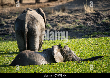 Elefanten walzen im Lake Tarangire Nationalpark Tansania / TARANGIRE NATIONALPARK, Tansania — Eine Gruppe von Elefanten walzt in einem kleinen, mit Schilf gesäumten See im Tarangire Nationalpark im Norden Tansanias. Die saisonalen Feuchtgebiete und permanenten Wasserquellen des Parks werden in den trockenen Monaten von Juni bis Oktober zu einem Schwerpunkt der Tierwelt, wenn sich Elefanten aus dem Greater Tarangire-Manyara-Ökosystem um das verfügbare Wasser konzentrieren. Das Wundbad umhüllt die Haut in Schlamm, der vor Sonnenbrand und Parasiten schützt und die Körpertemperatur reguliert. Tarangire hält einen der großen Tansanias Stockfoto