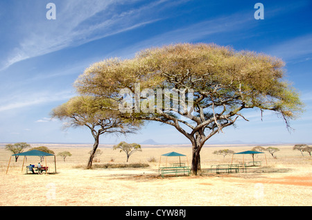 TARANGIRE-NATIONALPARK, Tansania – einer der wenigen Picknickplätze neben dem Sumpf im Tarangire-Nationalpark im Norden Tansanias, nicht weit vom Ngorongoro-Krater und der Serengeti entfernt. Stockfoto