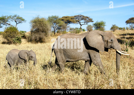 TARANGIRE-NATIONALPARK, Tansania – Ein junger Elefant folgt einem Erwachsenen im Tarangire-Nationalpark im Norden Tansanias. Der Park befindet sich in der Nähe anderer bekannter Tiergebiete wie Ngorongoro-Krater und der Serengeti. Tarangire ist bekannt für seine großen Elefantenherden und die vielfältigen Tierpopulationen. Der Park umfasst etwa 2.850 Quadratkilometer und ist Teil des Greater Tarangire-Manyara Ökosystems. Er dient als kritischer Lebensraum für Elefanten und andere Arten während der Trockenzeit, wenn sich Tiere um den Tarangire River konzentrieren. Der Park befindet sich in der Region Manyara von Stockfoto