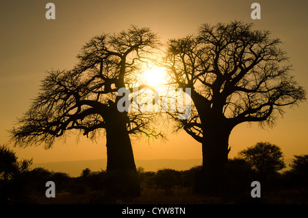 TARANGIRE-NATIONALPARK, Tansania — der Sonnenuntergang umrahmt ein Paar Baobab-Bäume im Tarangire-Nationalpark im Norden Tansanias, unweit des Ngorongoro-Kraters und der Serengeti. Stockfoto