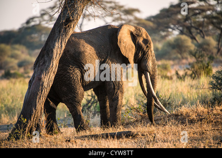 TARANGIRE-NATIONALPARK, Tansania – ein Elefant mit sehr langen Stoßzähnen in der späten Nachmittagssonne im Tarangire-Nationalpark im Norden Tansanias, unweit des Ngorongoro-Kraters und der Serengeti. Stockfoto