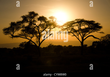 TARANGIRE-NATIONALPARK, Tansania – Ein Paar Akazienbäume, eingerahmt gegen die untergehende Sonne im Tarangire-Nationalpark im Norden Tansanias, unweit des Ngorongoro-Kraters und der Serengeti. Stockfoto