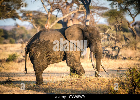 TARANGIRE-NATIONALPARK, Tansania – ein Elefant mit sehr langen Stoßzähnen im späten Nachmittagslicht im Tarangire-Nationalpark im Norden Tansanias, nicht weit vom Ngorongoro-Krater und der Serengeti entfernt. Stockfoto