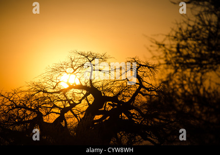 TARANGIRE-NATIONALPARK, Tansania – die Muster eines Baobab-Baumes gegen die untergehende Sonne im Tarangire-Nationalpark im Norden Tansanias, unweit des Ngorongoro-Kraters und der Serengeti. Stockfoto