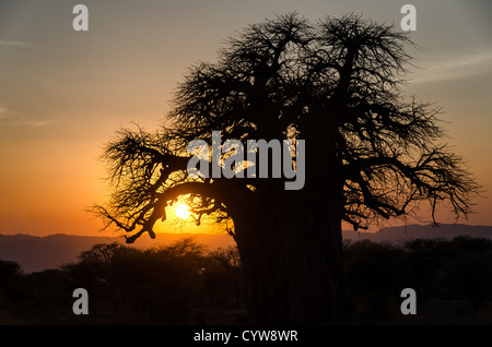 TARANGIRE-NATIONALPARK, Tansania — Ein goldener Sonnenuntergang umrahmt die Umrisse eines Baobab-Baumes im Tarangire-Nationalpark im Norden Tansanias, unweit des Ngorongoro-Kraters und der Serengeti. Stockfoto