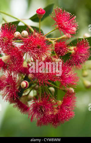 Corymbia Ficifolia, rote Blüte Gum, Syn Eucalyptus ficifolia Stockfoto