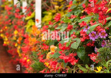 Mediterranes Haus Sommer Display, Birmingham Botanical Gardens, West Midlands, Vereinigtes Königreich. Stockfoto