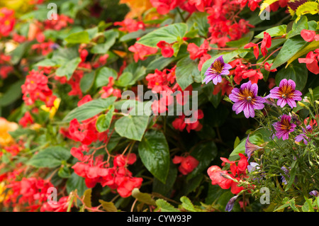 Mediterranes Haus Sommer Display, Birmingham Botanical Gardens, West Midlands, Vereinigtes Königreich Stockfoto