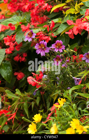 Mediterranes Haus Sommer Display, Birmingham Botanical Gardens, West Midlands, Vereinigtes Königreich Stockfoto