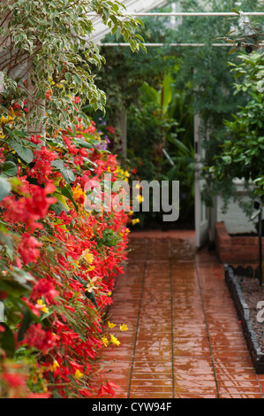 Mediterranes Haus Sommer Display, Birmingham Botanical Gardens, West Midlands, Vereinigtes Königreich Stockfoto