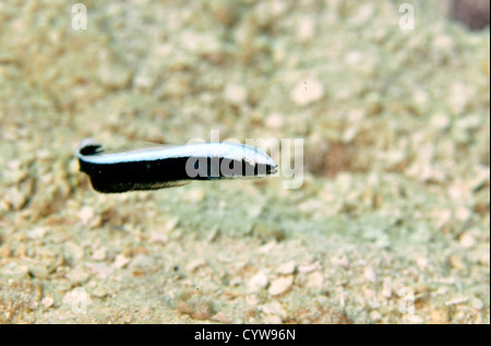 Juvenile blaues Blanquillo, Malacanthus Latovittatus, Pohnpei, Föderierte Staaten von Mikronesien Stockfoto