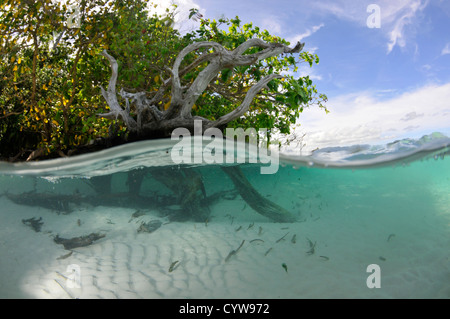 Split-Bild aus Mangroven und sandigen Boden, Pohnpei, Föderierte Staaten von Mikronesien Stockfoto