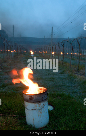 Paraffin-Brenner "Bougies" leuchtet im Weinberg in West Sussex, UK, Trauben vor Frost zu schützen. Dawn. April. Stockfoto