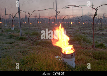 Paraffin-Brenner "Bougies" leuchtet im Weinberg in West Sussex, UK, Trauben vor Frost zu schützen. Dawn. April. Stockfoto